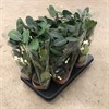 STEPHANOTIS 12 CM FLORIBUNDA 1X10