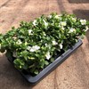 SURFINA 12 CM VITA MÅLSTA 1x8