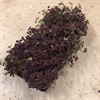 TRIFOLIUM 12 CM ISABELLA 1X10