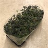 TRIFOLIUM 10,5 CM DARK DEBBIE 1X10
