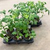 TOMAT 12 CM ARVIDSSONS 1X6