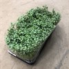 TRIFOLIUM 10,5 CM LEONORE 1X10