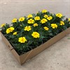 TAGETES 8 CM GULA MÅLSTA 1X24