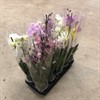 PHALAENOPSIS 12 CM MIX 2-TAK 1X10