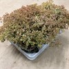 SEDUM 12 CM SUNSPARKLER WILDFIRE