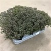 SEDUM 12 CM SUNSPARKLER FIRECRACKER