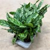 AGLAONEMA 13 CM MARIA 1X8