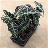ALOCASIA 13 CM AMAZONICA VECKANS