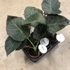 ALOCASIA 12 CM ANTORO VELVET 1X8