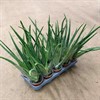 ALOE 12 CM VERA