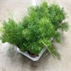 ASPARAGUS 12 CM DENSIFLORUS
