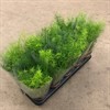 ASPARAGUS 12 CM DENSIFLORUS VECKANS