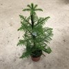 ARAUCARIA 21 CM HETEROPHYLLA