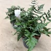 ANISOCAMPIUM 19 CM ELEFERN 1X1