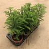 ARAUCARIA 14 CM HETEROPHYLLA 1X7