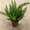 ASPARAGUS 17 CM DENSIFLORUS MYERS