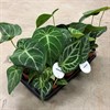 ANTHURIUM 12 CM MIX/GRÖN