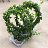 HEDERA 17 CM BÅGE 1X4