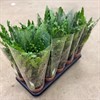 CALATHEA 12 CM BLUE GRASS 1X10