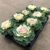 BRASSICA 12 CM VIT FRILLESÅS VECKANS