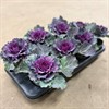 BRASSICA 12 CM LILA MÄLARÖ 1X8