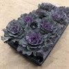 BRASSICA 12 CM LILA FRILLESÅS 1x8