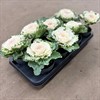 BRASSICA 12 CM VIT MÄLARÖ 1X8