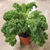 BRASSICA 22 CM GRÖN GRÖNKÅL 1X2