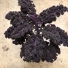 BRASSICA 22 CM RÖD GRÖNKÅL 1X2
