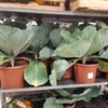 BRASSICA BOX BROCCOLI 1X0