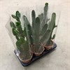 CACTUS 17 CM MIX 1X6