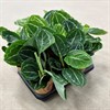 CALATHEA 11 CM GREEN 1X9