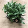 CALATHEA 11 CM FREDDY 1X9