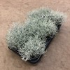 SILVERGIRLANG 10.5 CM MARIESTAD