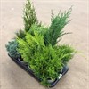 CONIFEREN 13 CM MIX 1X8