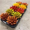 ECHEVERIA 10,5 CM HÖSTFÄRG MIX 1X10