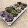ECHEVERIA 10,5 CM MIX HÖSTFÄRGER