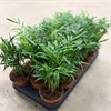 CHAMAEDOREAPALM 9 CM 1X18