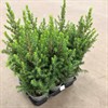 PICEA GLAUCA CONICA 15 CM 1X6