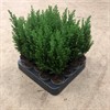CHAMAECYPARIS 5.5 CM ELLWOODII  1X20