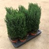 CHAMAECYPARIS 13 CM ELLWOODII 1X10