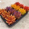 ECHEVERIA 8,5 CM HÖSTFÄRGER MIX