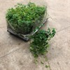 CISSUS 12 CM STRIATA 1X12
