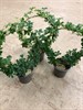 CISSUS 12 CM STRIATA BÅGE 1X8