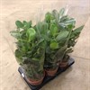 CLUSEA 17 CM  1X6