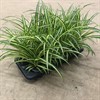 CHLOROPHYTUM 12 CM VARIEGATA 1X10