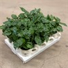 COFFEA 9 CM ARABICA+KAFFEKOPP