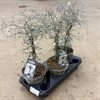 COROKIA 18 CM COTONEASTER 1X3