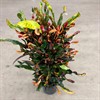 CODIAEUM 24 CM MAMMEY 1X1