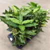 AUCUBA 17 CM JAPO, CROTONIFOLIA 1X6